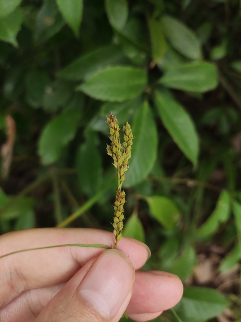 Carex borealifujianica photo 3
