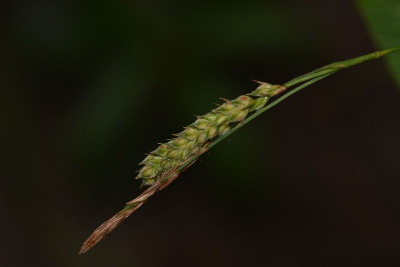 Carex borealifujianica photo 5