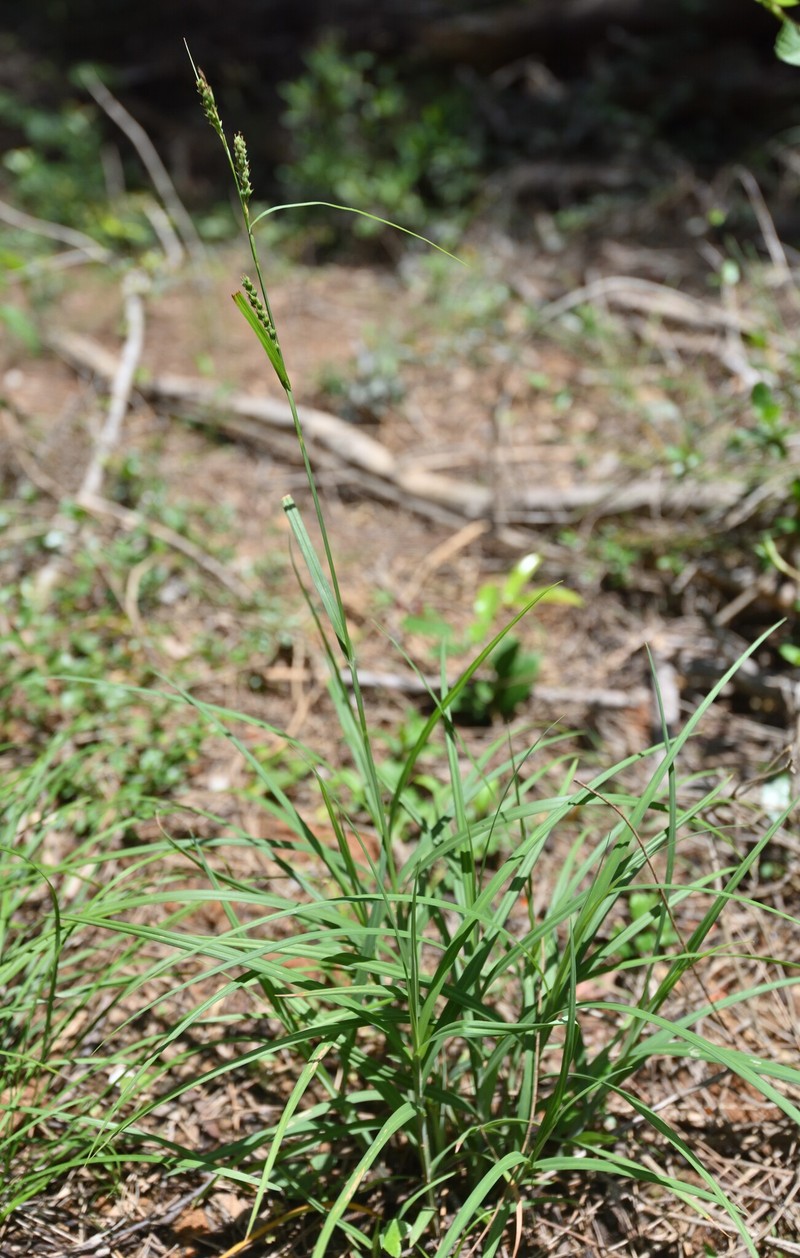 Carex borealifujianica photo 6