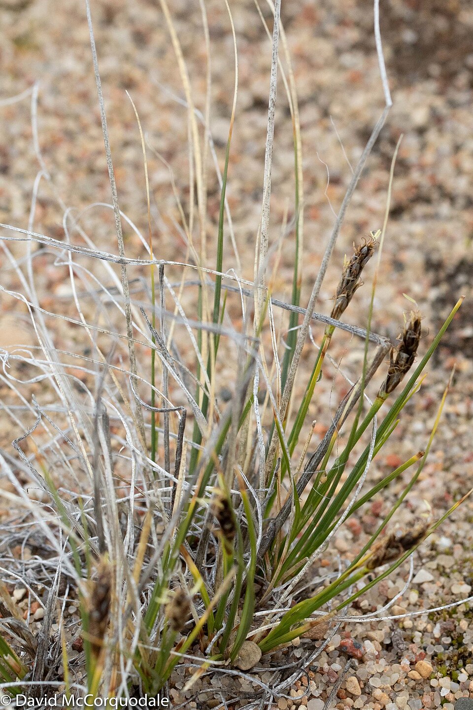 Siberian Bog Sedge