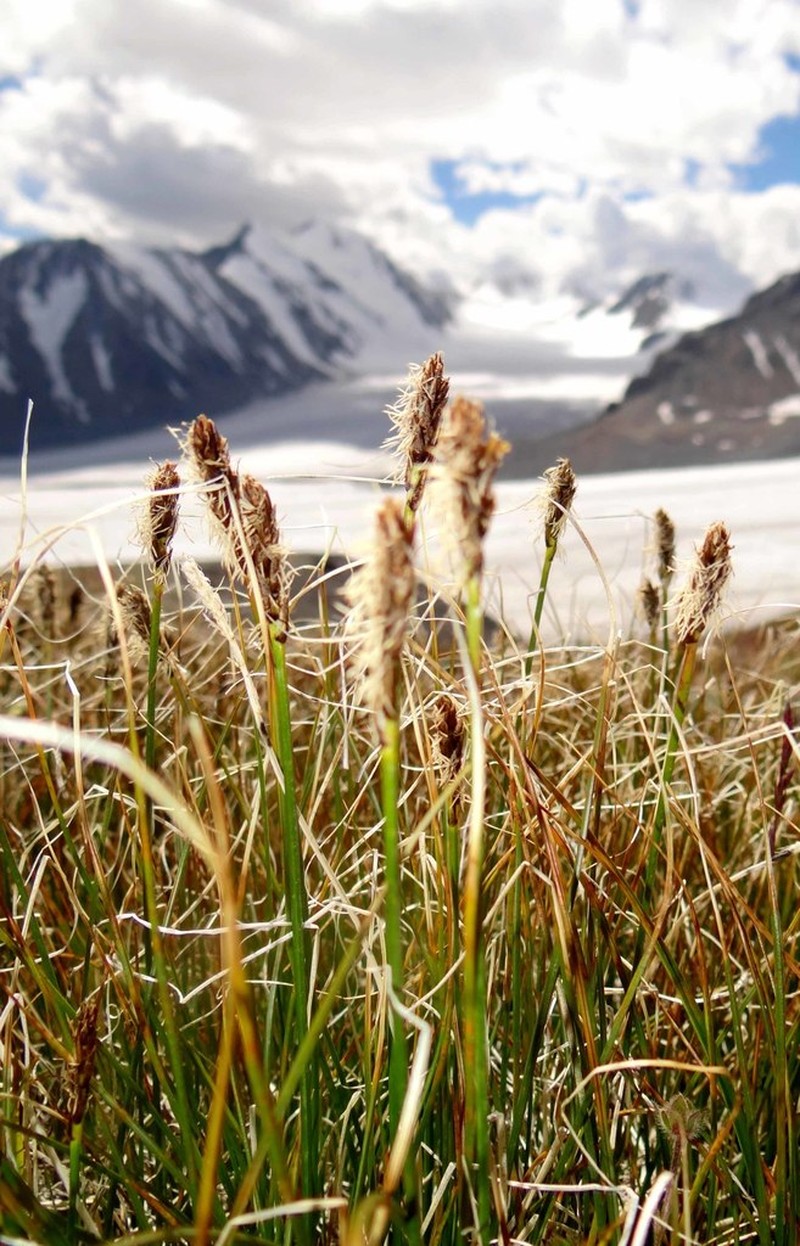 Siberian Bog Sedge photo 3
