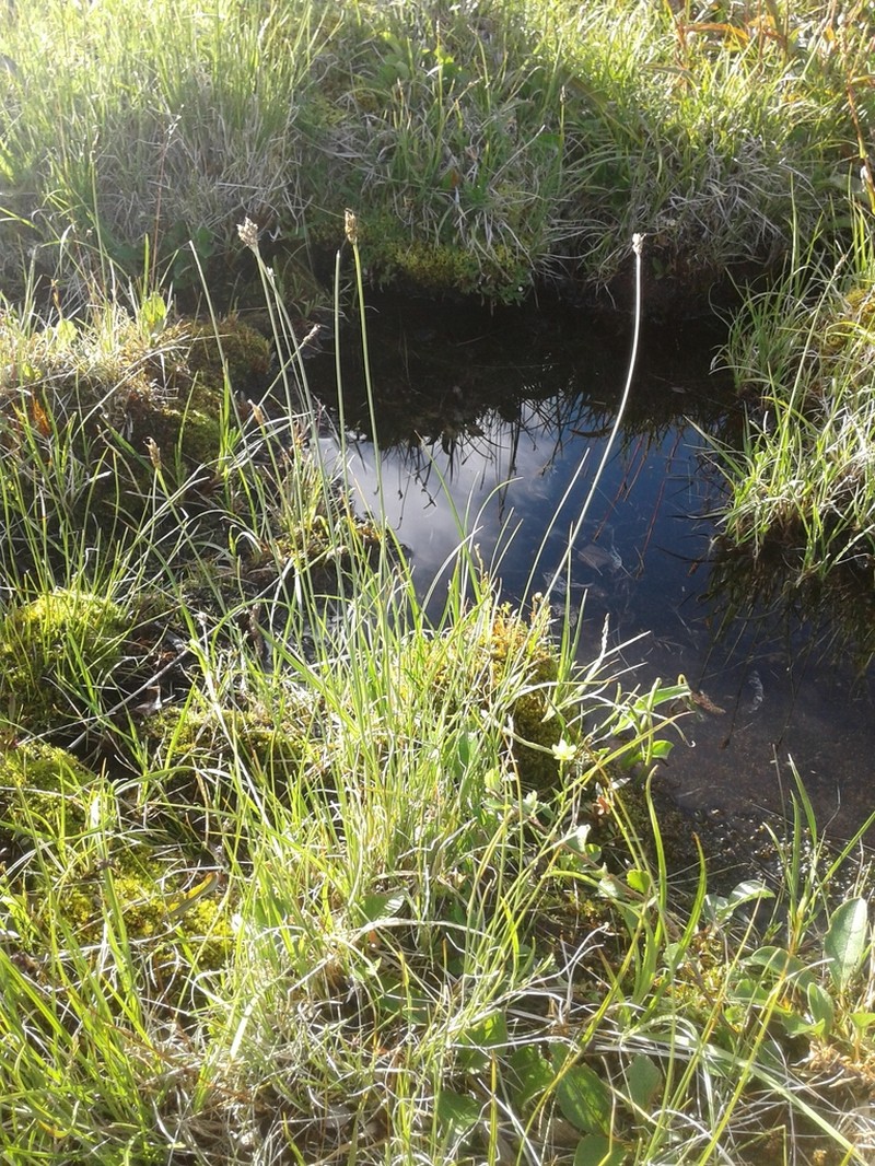 Siberian Bog Sedge photo 4