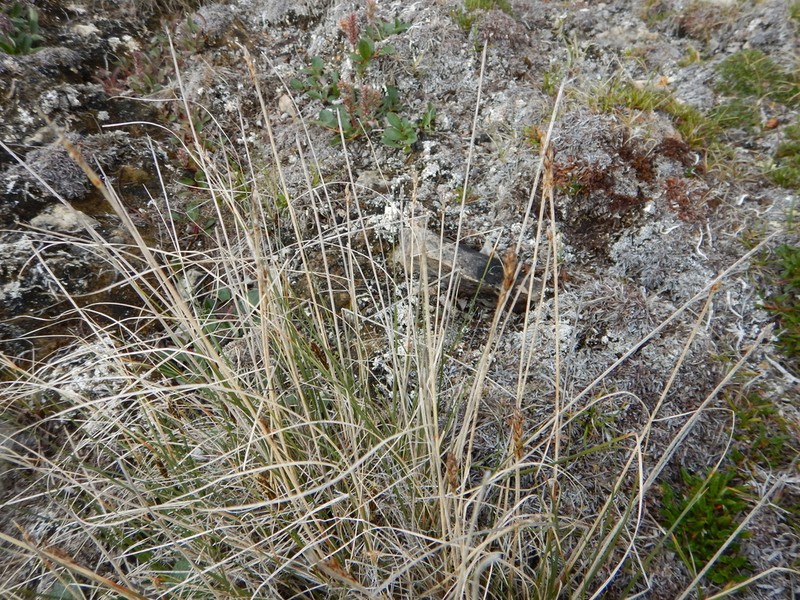 Siberian Bog Sedge photo 5