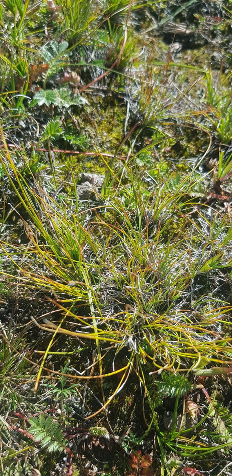 Siberian Bog Sedge photo 6