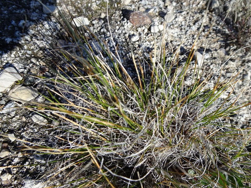 Siberian Bog Sedge photo 7