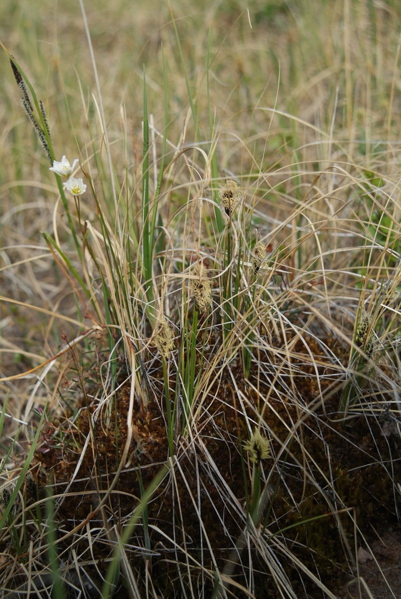 Siberian Bog Sedge photo 8