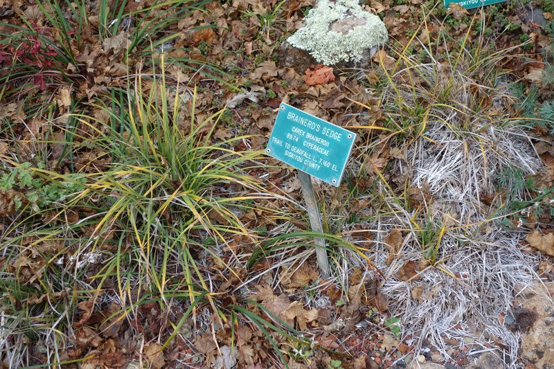 Brainerd's Sedge