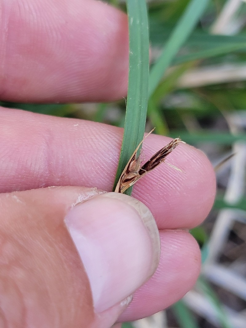 Brainerd's Sedge photo 4