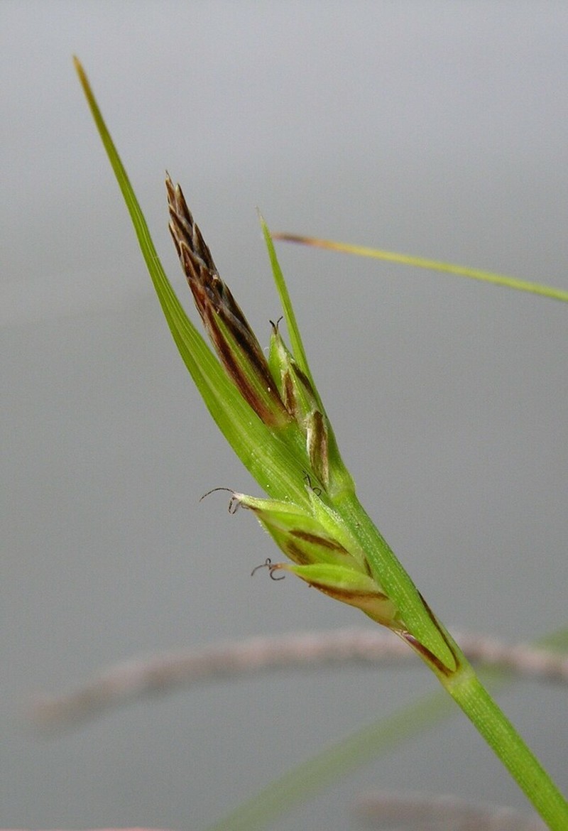 Brainerd's Sedge photo 5