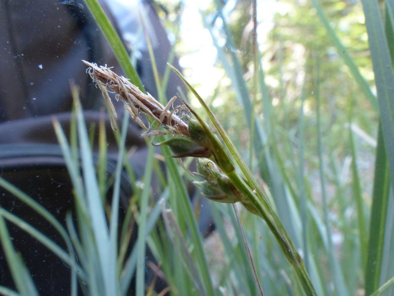 Brainerd's Sedge photo 6