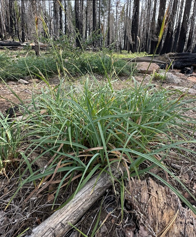 Brainerd's Sedge photo 7