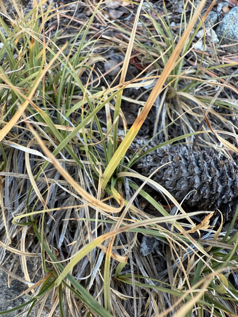 Brainerd's Sedge photo 8