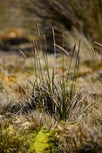 Shortstem Sedge