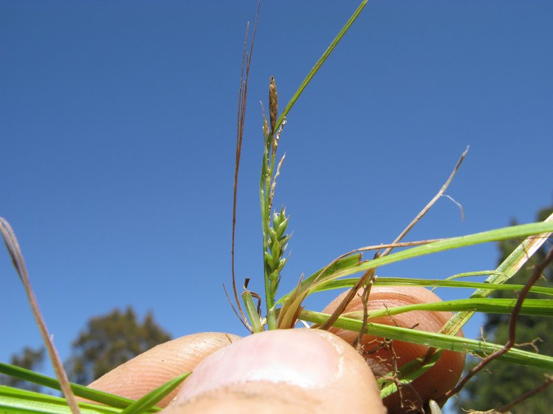 Asian Shortstem Sedge photo 5