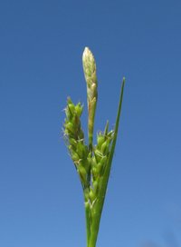 Asian Shortstem Sedge