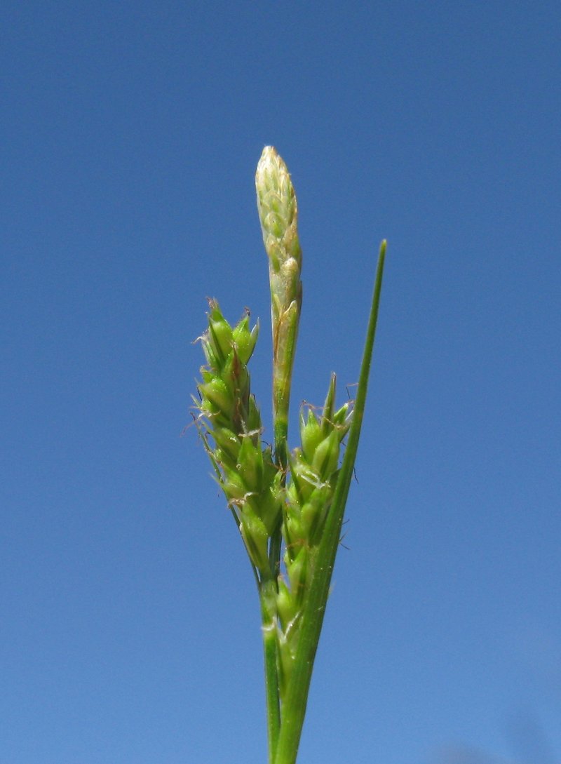 Asian Shortstem Sedge