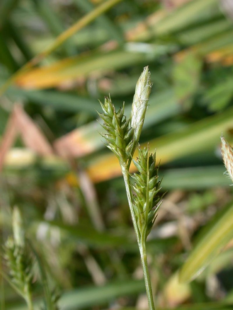 Asian Shortstem Sedge photo 7