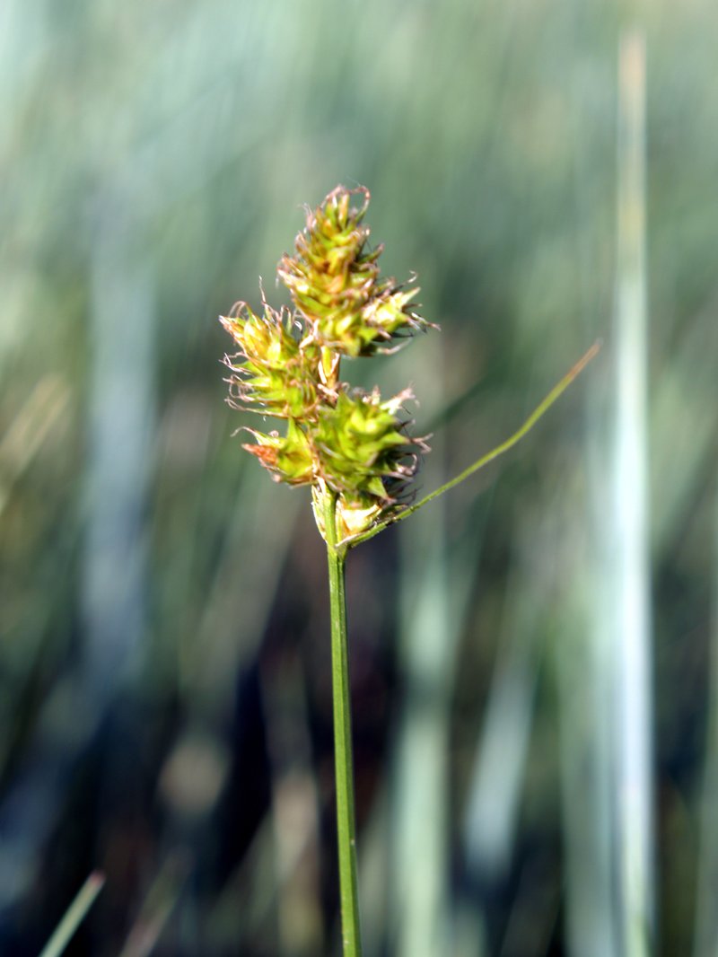 Shortbeak Sedge photo 2
