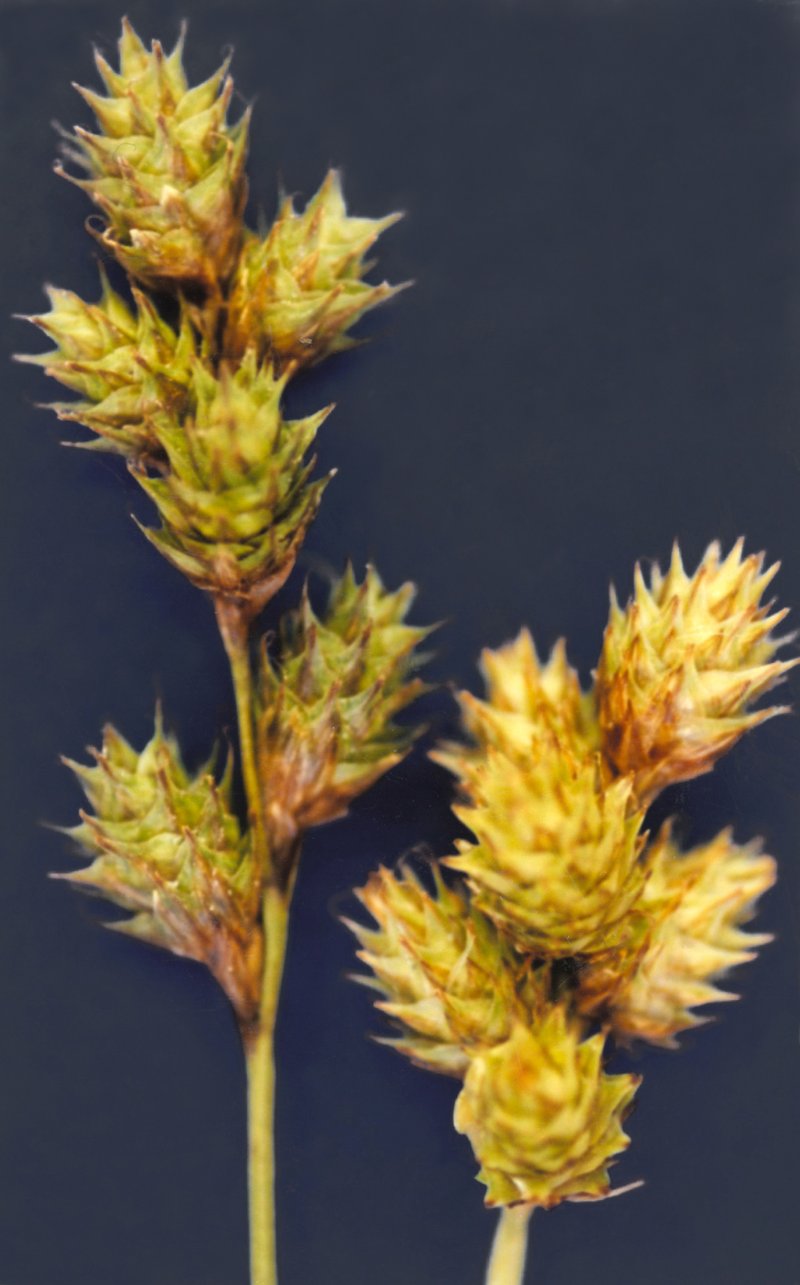Shortbeak Sedge