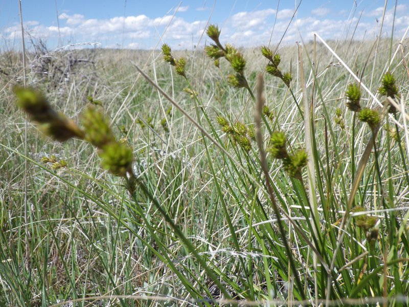 Shortbeak Sedge photo 4