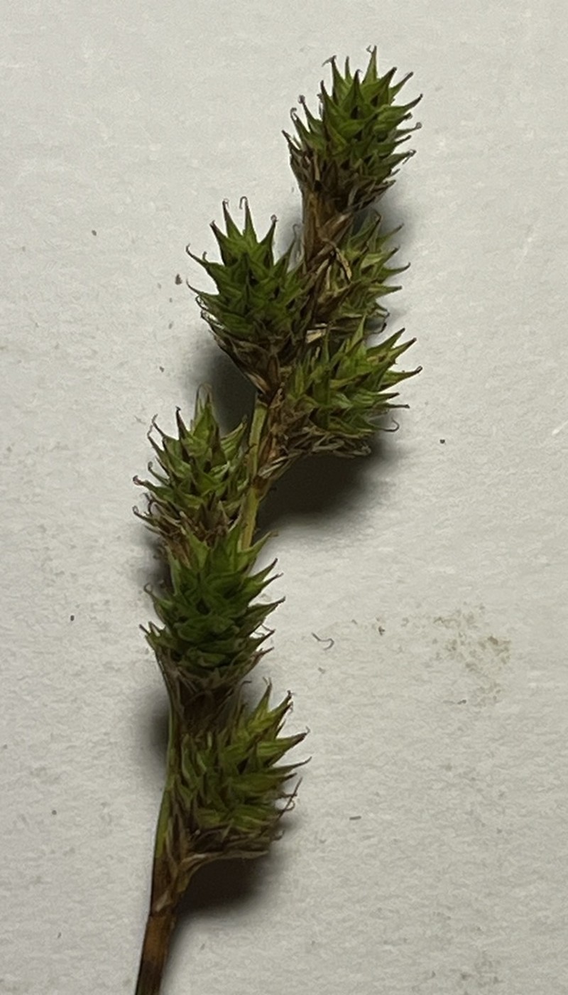 Shortbeak Sedge photo 5