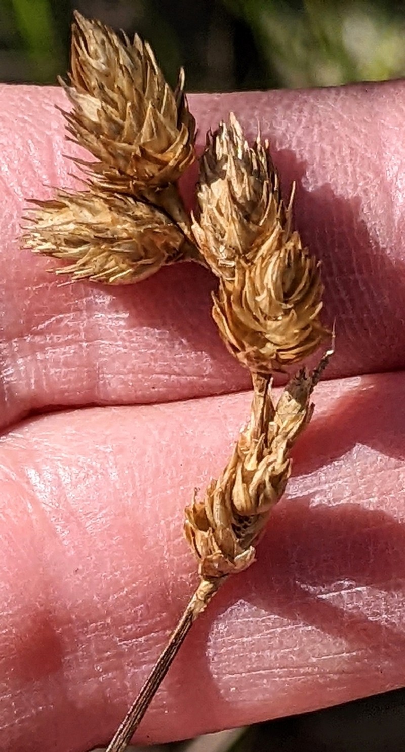 Shortbeak Sedge photo 6