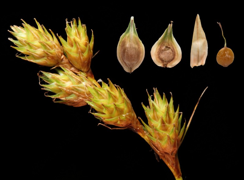 Shortbeak Sedge photo 7