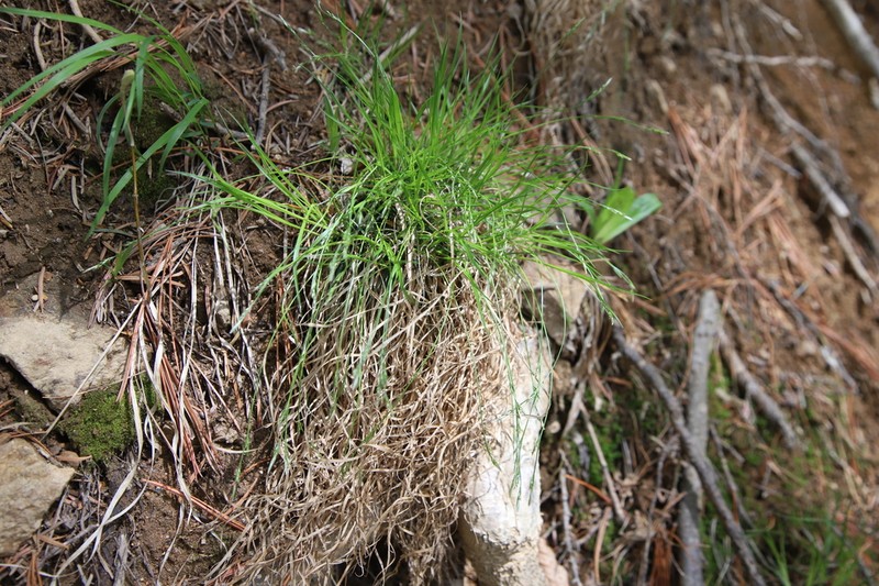 Carex brevispicula