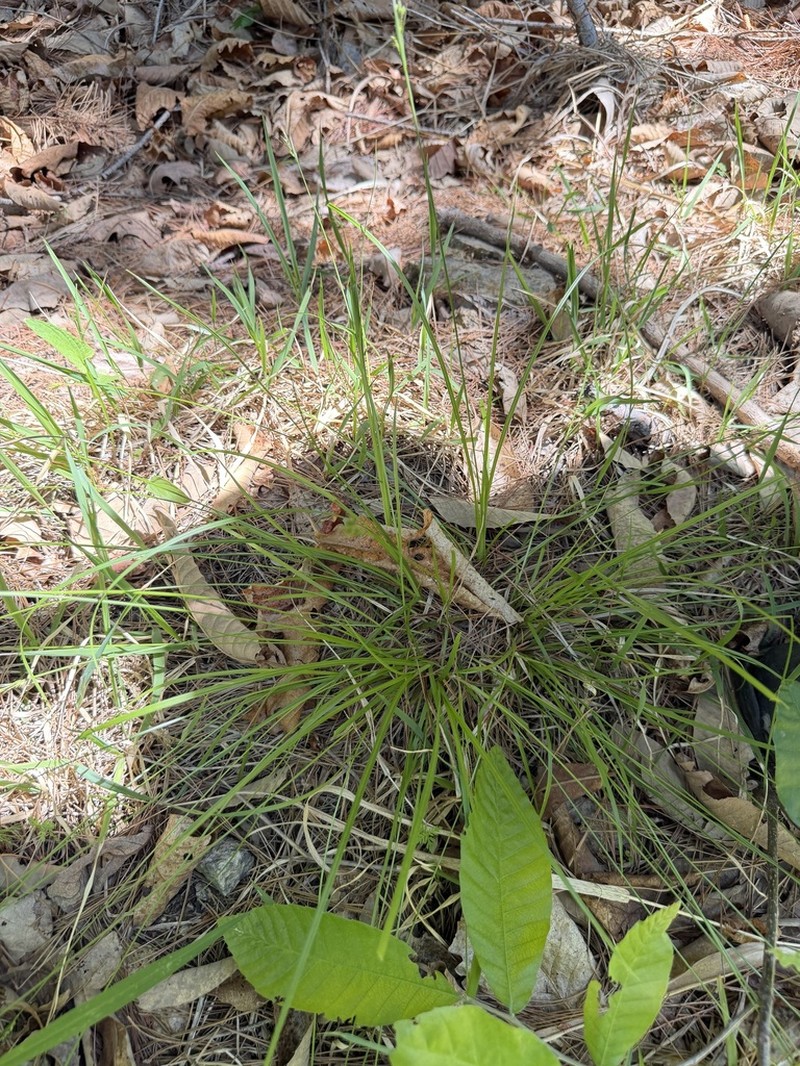 Carex brevispicula photo 2