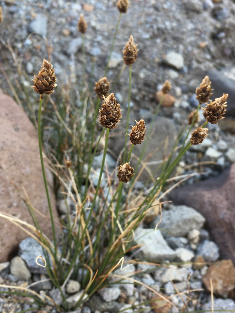 Brewer's Sedge