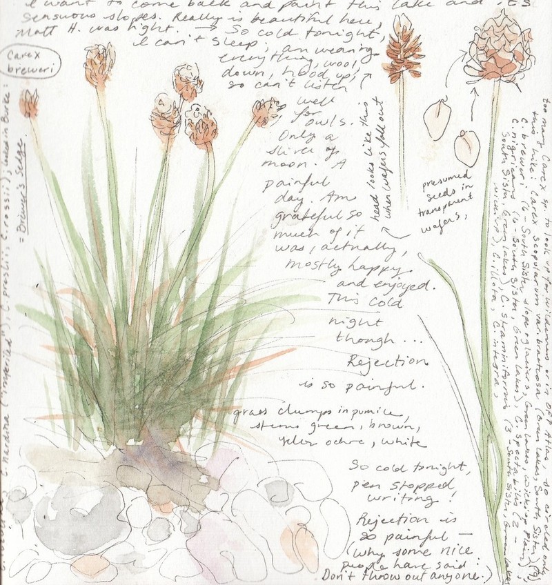 Brewer's Sedge photo 3