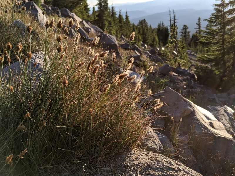 Brewer's Sedge photo 4
