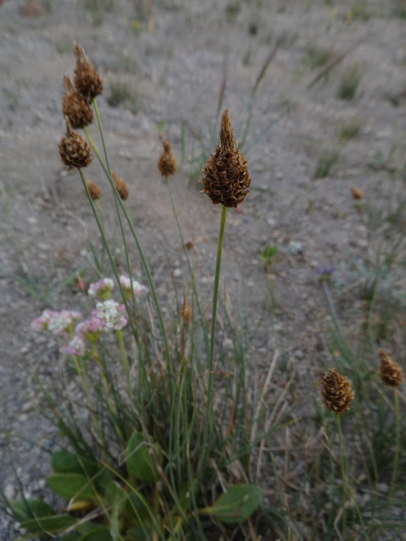 Brewer's Sedge photo 5