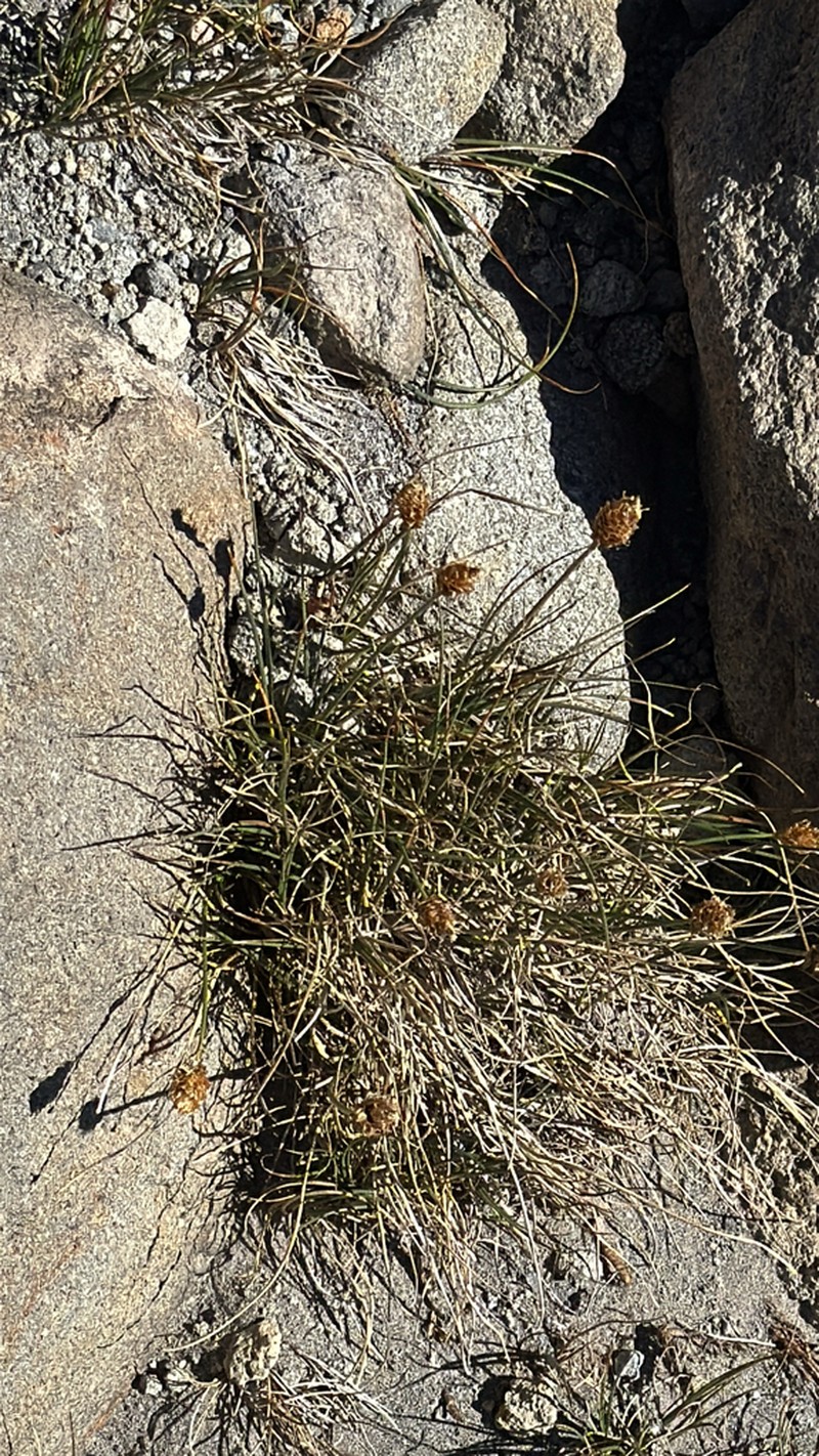Brewer's Sedge photo 6