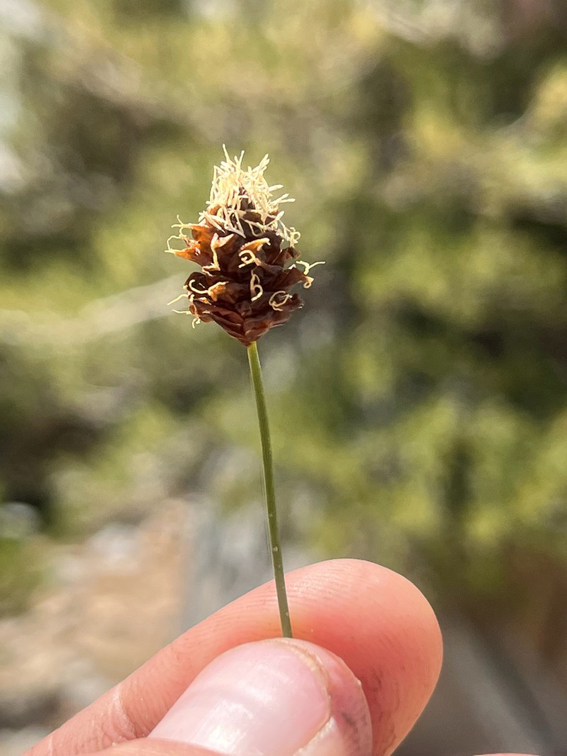Brewer's Sedge photo 7