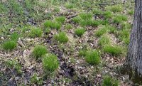 Brome-Like Sedge