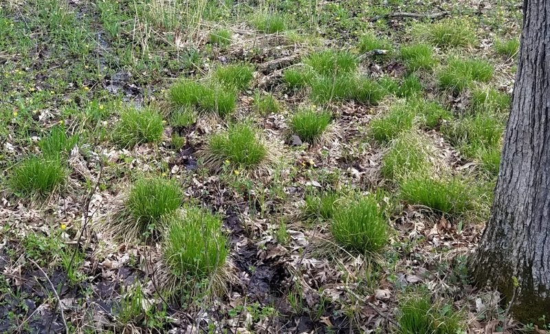 Brome-Like Sedge