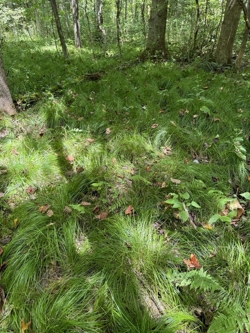 Brome-Like Sedge photo 2