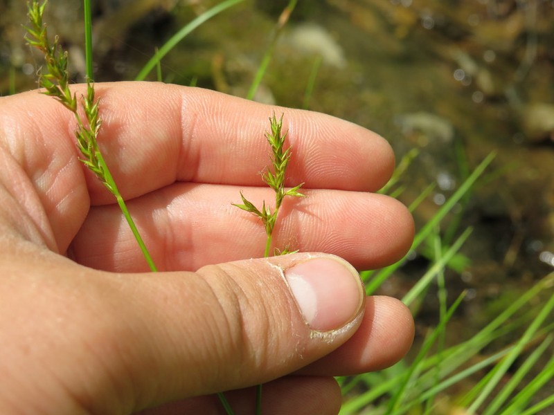 Brome-Like Sedge photo 3