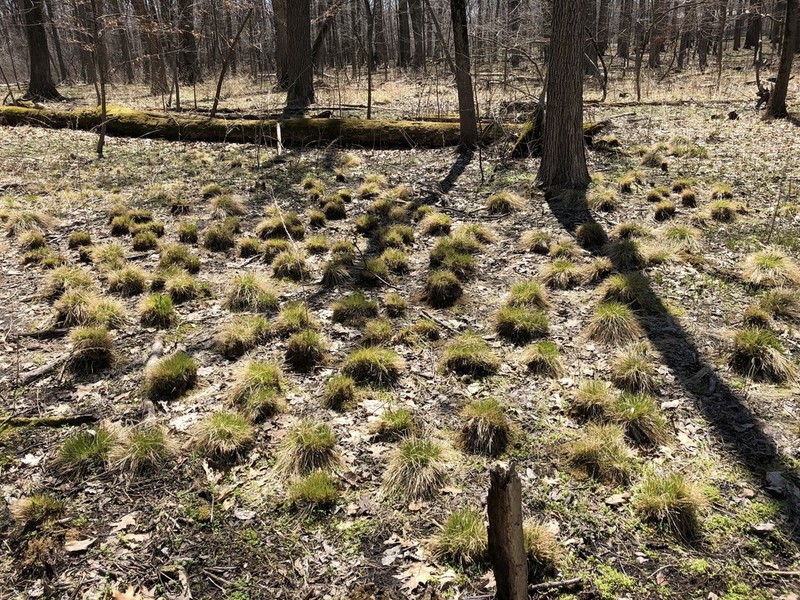 Brome-Like Sedge photo 4