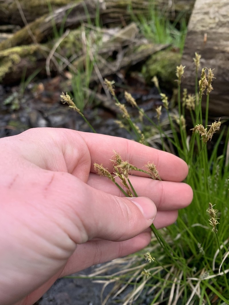 Brome-Like Sedge photo 5