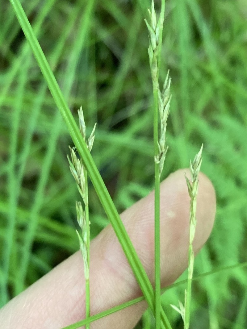 Brome-Like Sedge photo 6