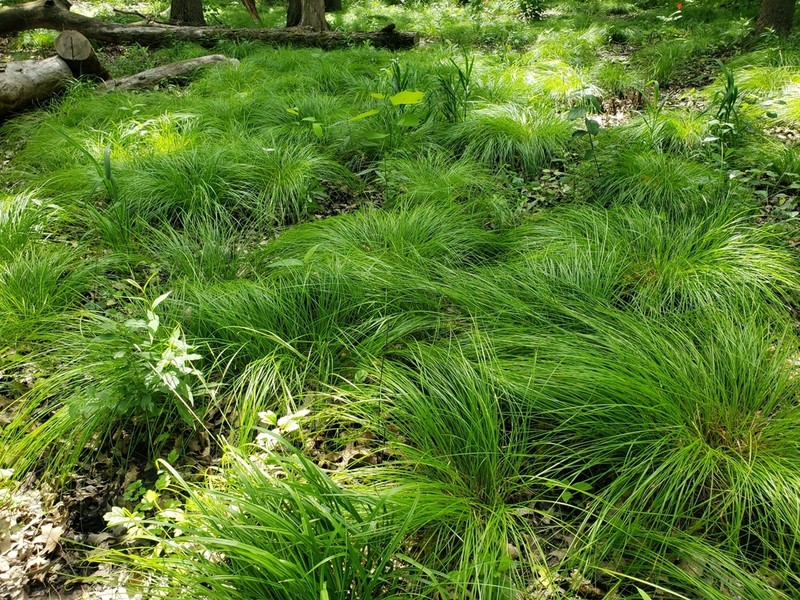 Brome-Like Sedge photo 7