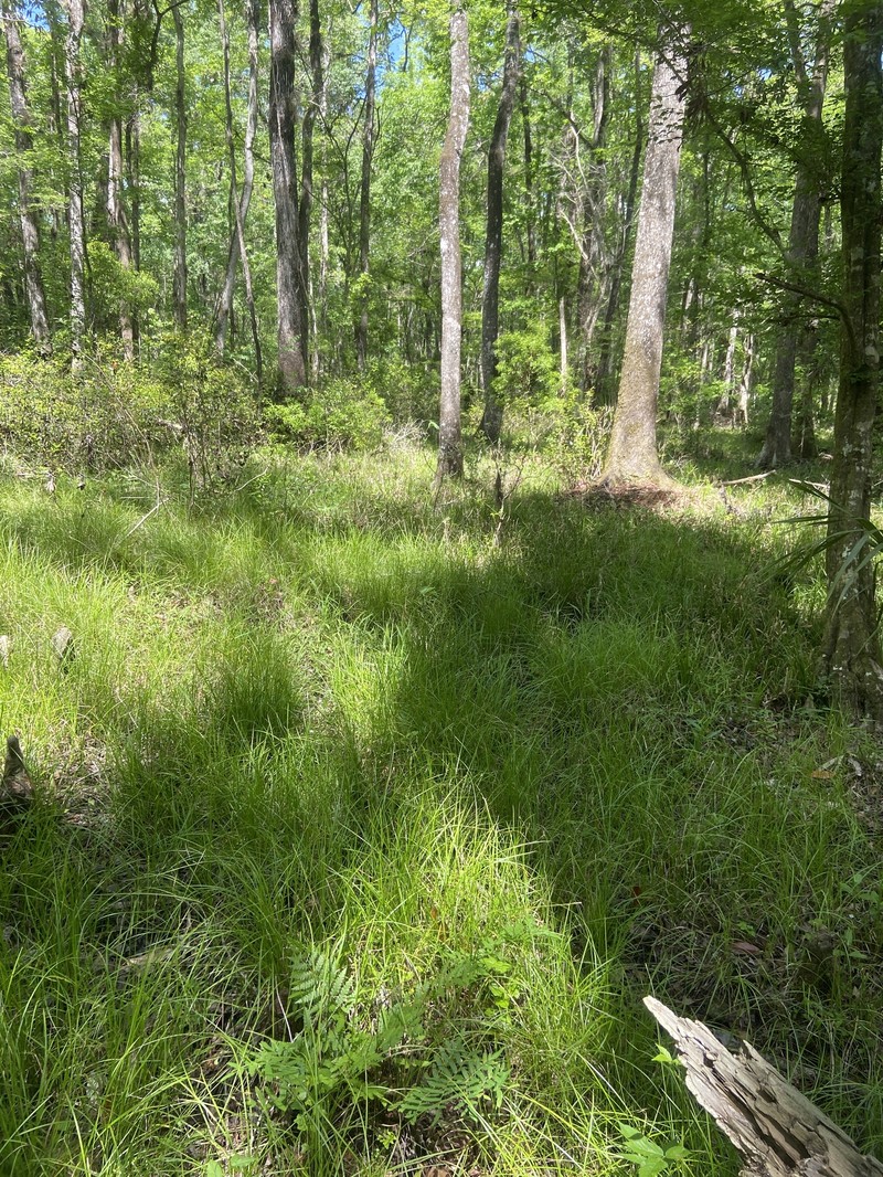 Carex bromoides subsp. bromoides