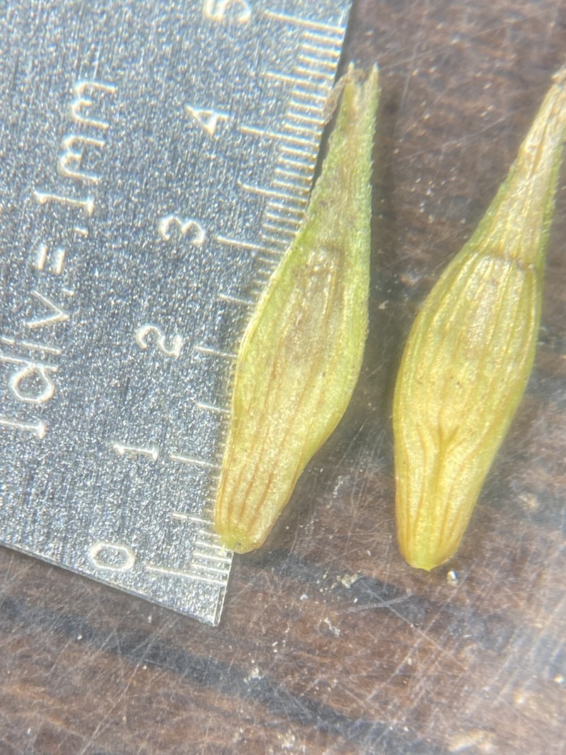 Carex bromoides subsp. bromoides photo 2