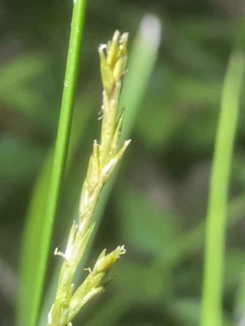 Carex bromoides subsp. bromoides photo 3