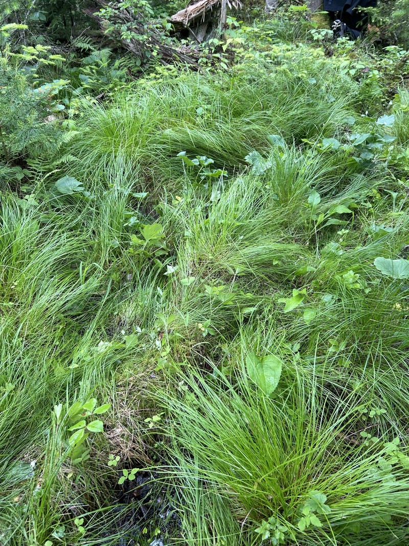 Carex bromoides subsp. bromoides photo 4