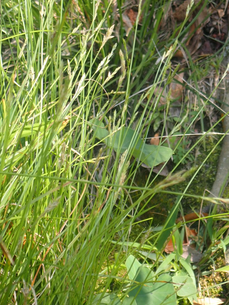 Carex bromoides subsp. bromoides photo 5