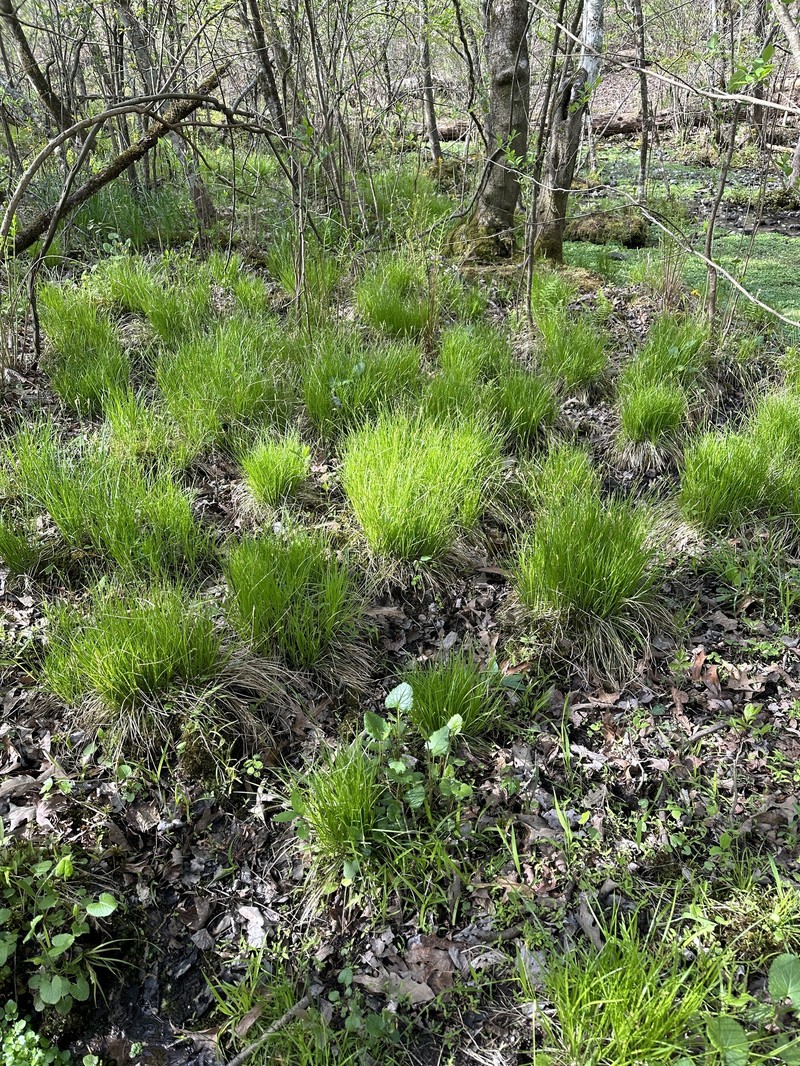 Carex bromoides subsp. bromoides photo 6