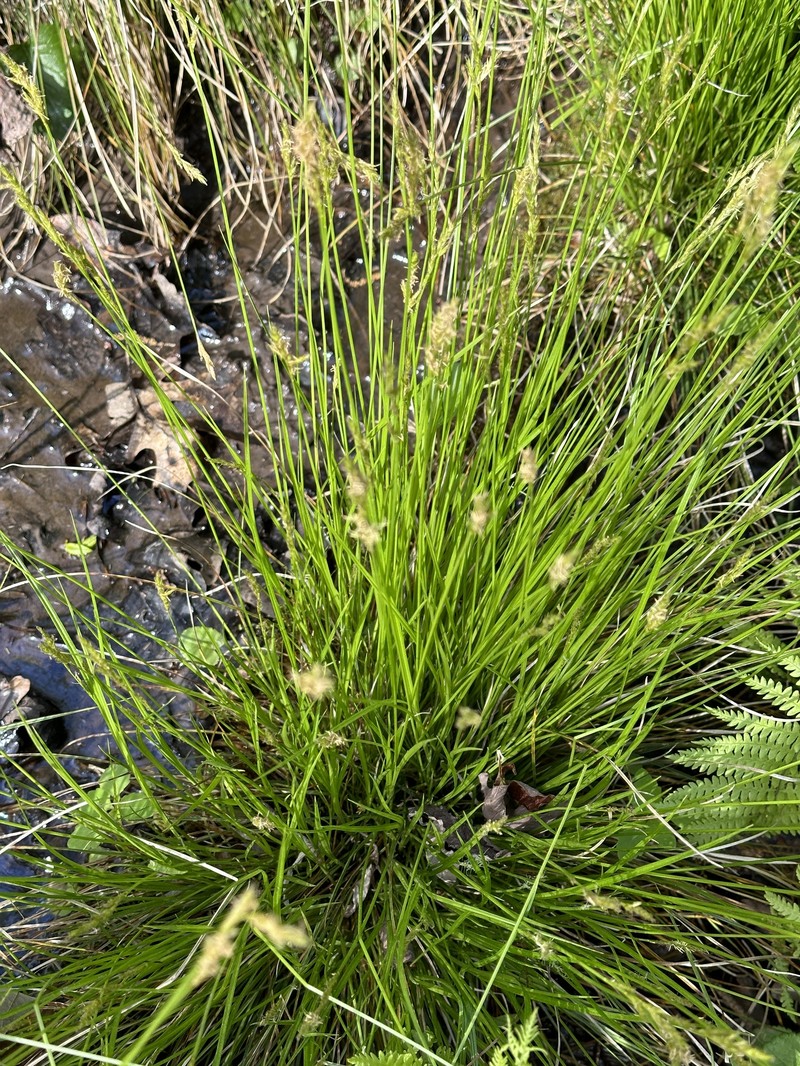Carex bromoides subsp. bromoides photo 7